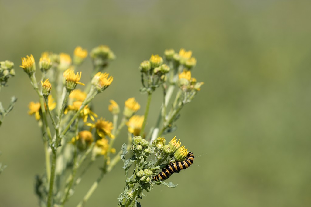 hellegatsplaten natuurgebied natuur staatsbosbeheer goeree overflakkee heckrunderen hdr fjordenpaarden vogelkijkhut